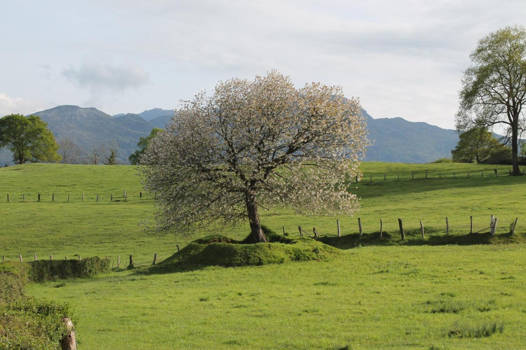 Casa De Aldea Monga 9 En Nava, Asturias Villa Dış mekan fotoğraf